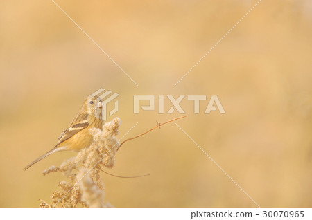 Benimasiko · female Benimasiko · female 30070965