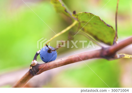 Merlot grape with tendril lays on a vine 30071004