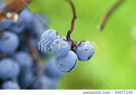 Merlot grapes in a vine in Bulgaria. Art of nature 30071140
