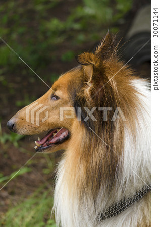 Collie in the park Collie in the park 30071144