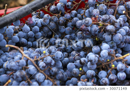 Ripe and rotten Merlot clusters in a crate  30071149