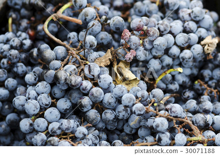 Rotten and good grapes in a crate 30071188