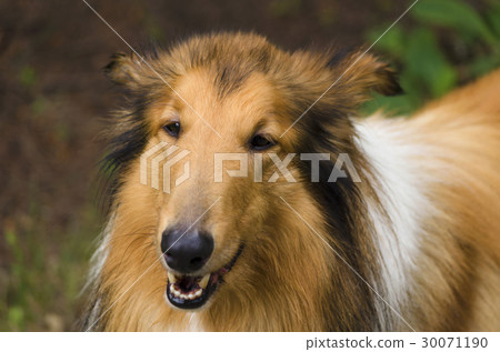 Scottish shepherd on a outdoor walk Scottish shepherd on a outdoor walk 30071190