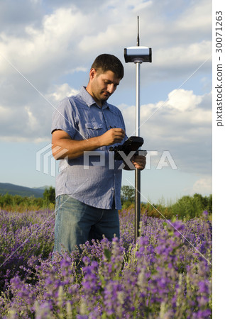 Surveyor working in a lavender field Surveyor working in a lavender field 30071263