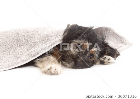Young Terrier Mix on a blanket 30071316