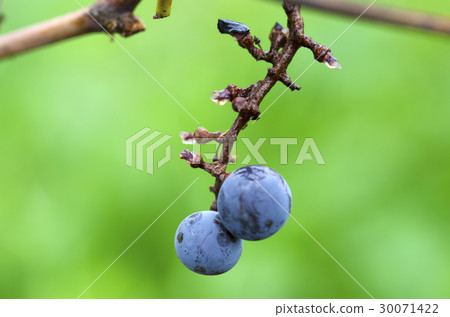 Two Merlot grapes have remained on a cluster  30071422