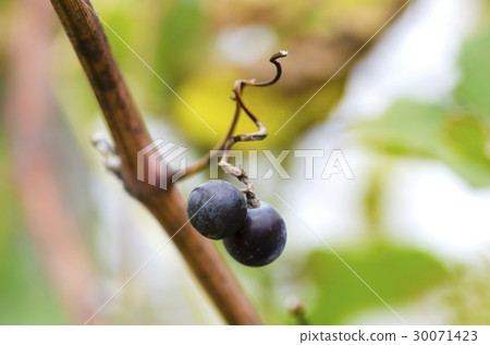 Two Merlot grapes on a vine with sere tendril 30071423