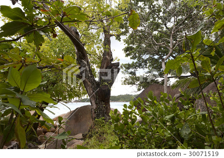 Landscape at Anse Lazio, Seychelles 30071519