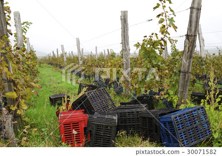 Vineyard row with wooden posts and crates Vineyard row with wooden posts and crates 30071582