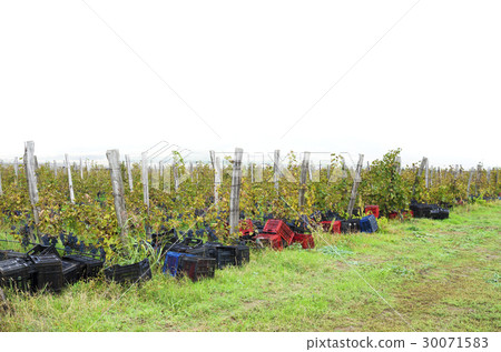 Vineyard row with wooden posts and crates Vineyard row with wooden posts and crates 30071583