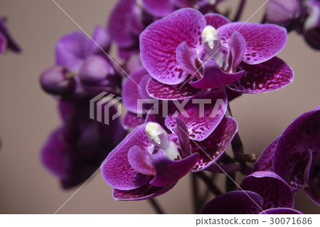Flower, orchid, purple Flower, orchid, purple 30071686