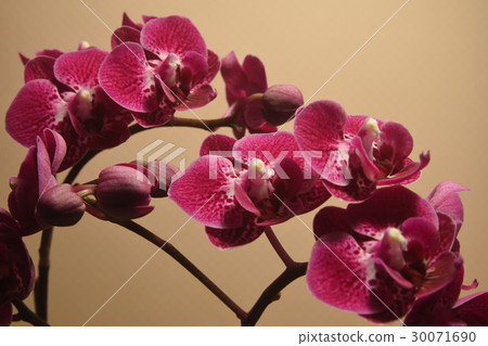 Flower, orchid, purple 30071690