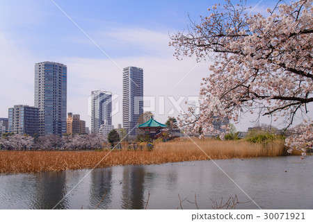 上野溫泉公園，Shinobazu池塘，櫻花盛開的季節 30071921
