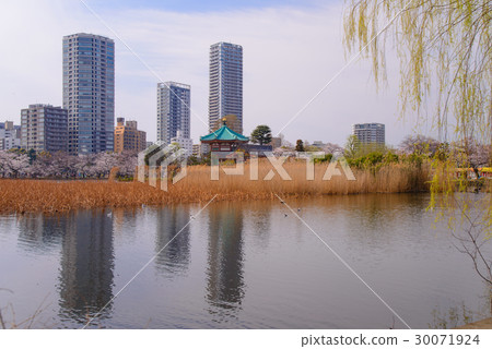 Ueno Onsen Park, Cherry Blossoms at Shinobazui Pond 30071924