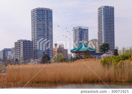 上野溫泉公園,Shinobazui池塘的櫻花 上野溫泉公園,Shinobazui池塘的櫻花 30071925