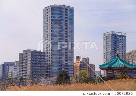 上野溫泉公園,Shinobazui池塘的櫻花 上野溫泉公園,Shinobazui池塘的櫻花 30071926