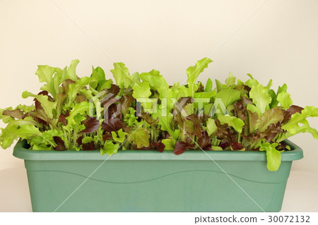 Veranda garden 30072132