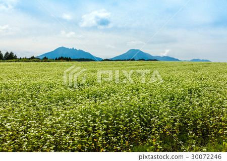 Buckwheat field Buckwheat field 30072246