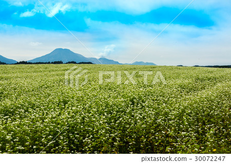 Buckwheat field Buckwheat field 30072247