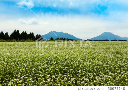 Buckwheat field Buckwheat field 30072248