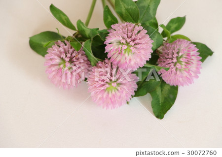 Red Clover 30072760