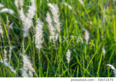 feather pennisetum or Pennisetum pedicellatum Trin feather pennisetum or Pennisetum pedicellatum Trin 30072879