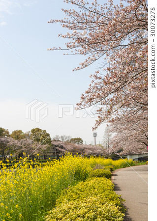 Cherry blossoms and rape blossoms Cherry blossoms and rape blossoms 30073278