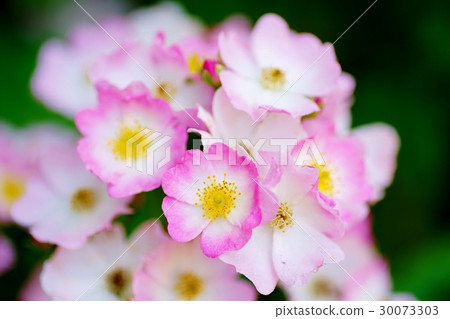 Neubara Neubara 30073303