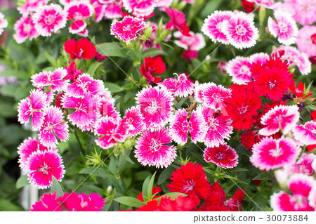 撫子 照片素材 圖片 圖庫 撫子 照片素材 圖片 圖庫