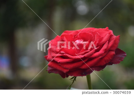 花,玫瑰花,杜鵑花,鮮豔,愛情,花語 花,玫瑰花,杜鵑花,鮮豔,愛情,花語 30074039