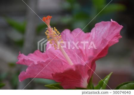 花,玫瑰花,杜鵑花,鮮豔,愛情,花語 花,玫瑰花,杜鵑花,鮮豔,愛情,花語 30074040