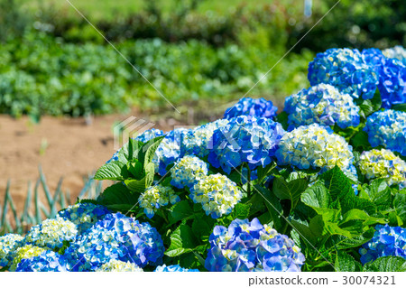 Hydrangea hydrangea hydrangea hydrangea rainy season 30074321