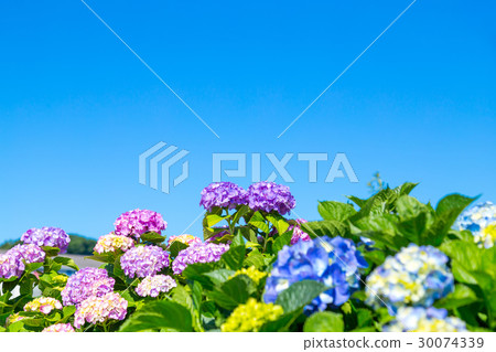 繡球花繡球花繡球花繡球雨季 30074339