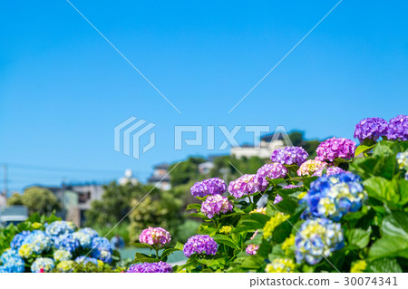 Hydrangea hydrangea hydrangea hydrangea rainy season 30074341