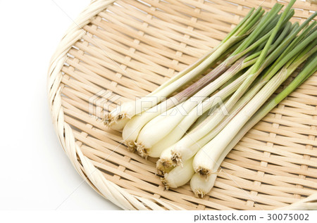 Island island (Okinawa Island Vegetable) 30075002