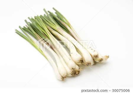 島島(沖繩島蔬菜) 島島(沖繩島蔬菜) 30075006