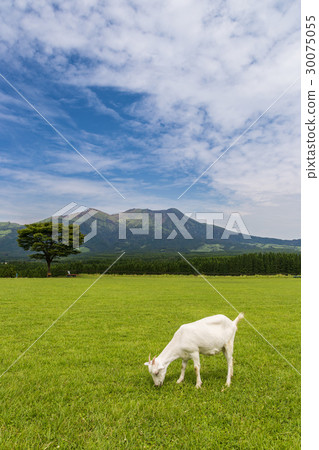 Goat eating grass near Aso mountain in Kumamoto 30075055