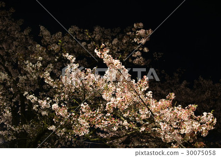 夜晚的櫻花 30075058
