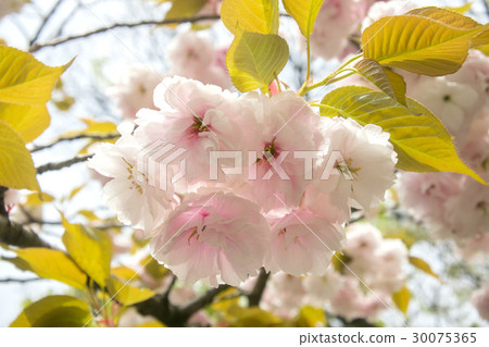 Huge elephant 30075365