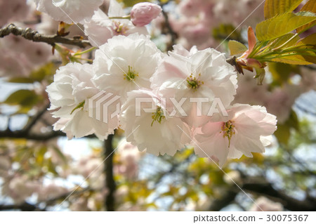 Cherry blossoms in full bloom, Fugenzo 30075367