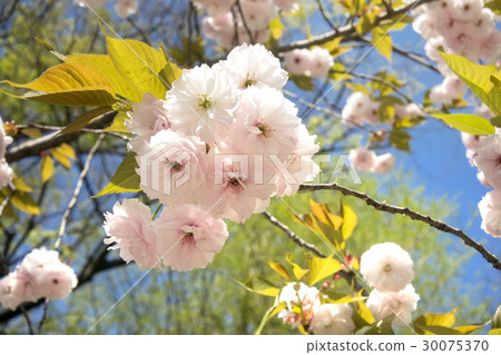 巨大的大象 30075370