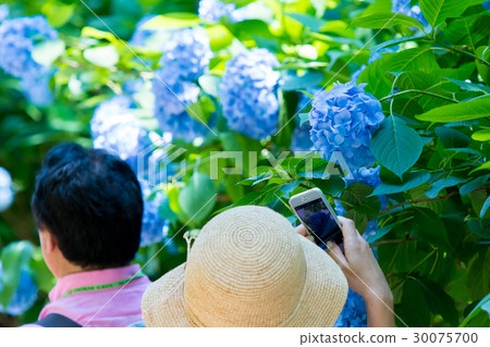 繡球花繡球花繡球花雨季旅遊鎌倉 30075700