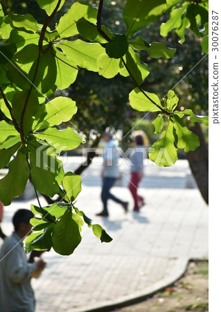 公園,綠葉,翠綠,陽光,傍晚,黃昏,休閒,下棋,溜冰,散步,蚯蚓,老人,老者,孤獨,逆光 公園,綠葉,翠綠,陽光,傍晚,黃昏,休閒,下棋,溜冰,散步,蚯蚓,老人,老者,孤獨,逆光 30076287