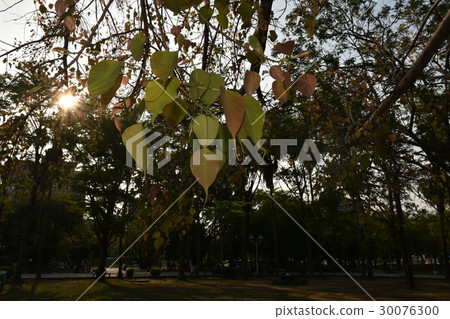 公園,綠葉,翠綠,陽光,傍晚,黃昏,休閒,下棋,溜冰,散步,蚯蚓,老人,老者,孤獨,逆光 公園,綠葉,翠綠,陽光,傍晚,黃昏,休閒,下棋,溜冰,散步,蚯蚓,老人,老者,孤獨,逆光 30076300