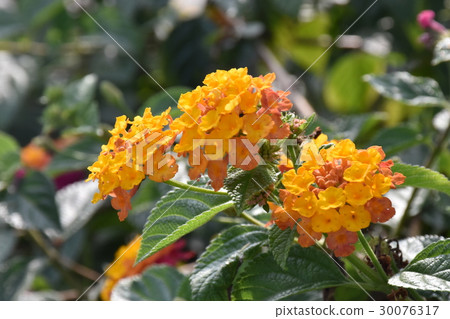 花,小花,多瓣 30076317