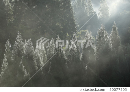 Cedar forest in the morning dew of cedar forest Cedar forest in the morning dew of cedar forest 30077303
