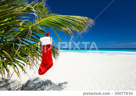 Christmas stocking on palm tree at tropical beach Christmas stocking on palm tree at tropical beach 30077630
