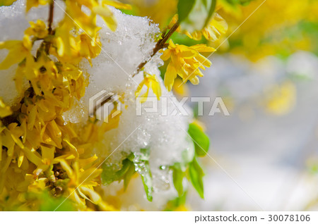 Blooming Border Forsythia after snowfall 30078106