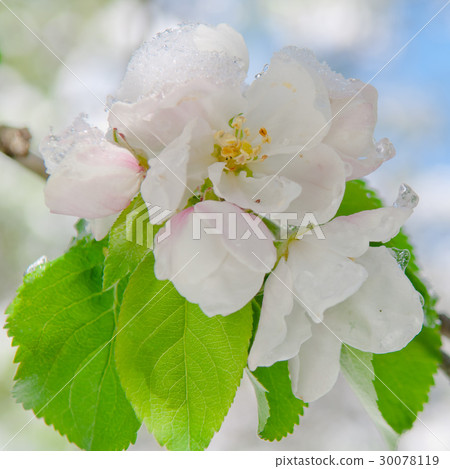 Apple blossom, blooming apple tree 30078119