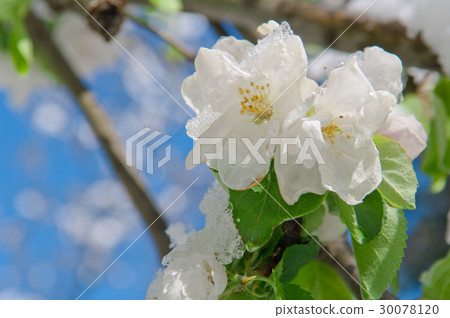 Apple blossom, blooming apple tree Apple blossom, blooming apple tree 30078120